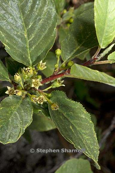 frangula rubra ssp yosemitana 2 graphic